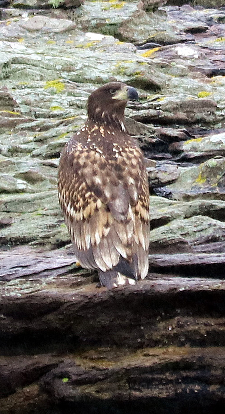 Shearwater Wildlife Cruises in Ullapool