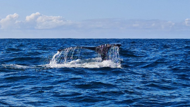 Seascape Expeditions Ullapool